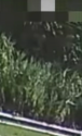 KV om K a.png