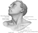 Gray1194.png