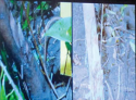 CutsInTree2.png