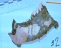 Charli right jawbone.jpg