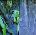 tree cut marks.jpg