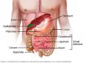 intestine.jpg