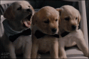 an yawning pups.gif