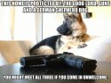 german shepard.jpg