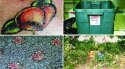 Peaches-696x388.jpg