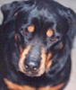 lewellen_dog.jpg