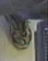 DG shoes in store video enlgd.jpg