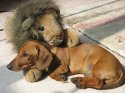 boris-lion.jpg
