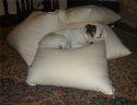 Enzo white cushions 001.jpg