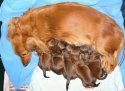 au_pets.5638.1.jpg