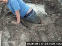 an stuck in sinkhole.gif