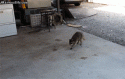 wierd looking cat  steals kitty  food.gif
