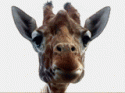giraffechew.gif