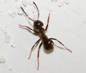 Get Rid of Ants small.jpg