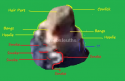 BGwm.png