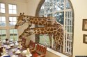 giraffes whats for dinner.jpg giraffes whats for dinner.jpg