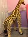 Giraffe birth.jpg