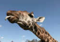 giphytongue.gif