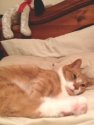 hemisleep.jpg