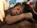 Baby_Gorilla_Philadelphia_Zoo_57617.jpg