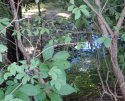 Pine Creek A.jpg