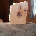 dogtree.jpg