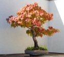 liquidambar-bonsai-tree.jpg