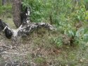 Fallen_Log.jpg