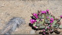 Prickly pear.PNG