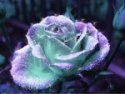 purpleAndAquaSparklyRoseSmaller.jpg