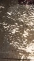 eclipse shadows 08 21 17.jpg