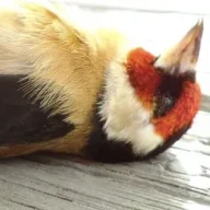 AddyFinch