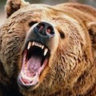 GoldenBear1
