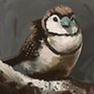 Finch