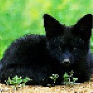 Midnight_Fox