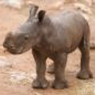 BabyRhino