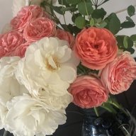 Rosegold68