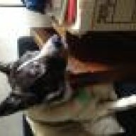 Cattle dog