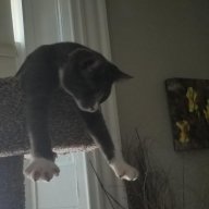 Kitten72