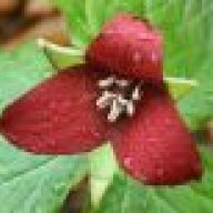 redtrillium
