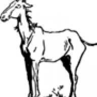 Old Gray Mare
