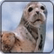 Selchie