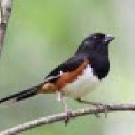 Towhee