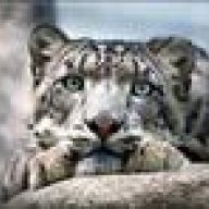 snowleopard