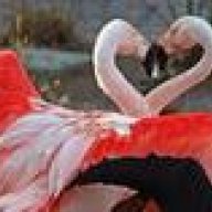 FlamingoLady