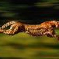 Cheetah Kat