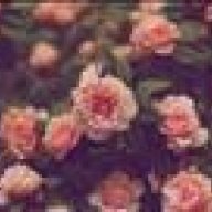 springpeonies