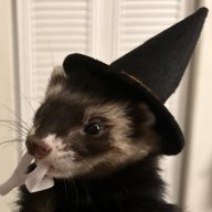 ferretnurse