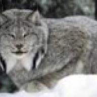 Idaho Lynx