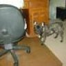 frogdog